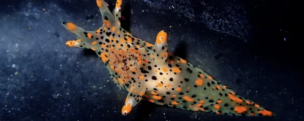 Majhen tujerodni polž zaškrgar harlekin je bil najden v izolski 
marini. Našla ga je mlada raziskovalka Ana Fortič.