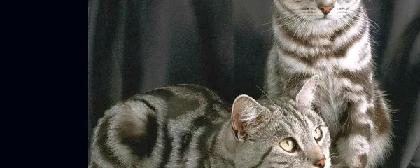 Kadarkoli opazimo, da mačka ne urinira, je nujen takojšen obisk pri veterinarju.