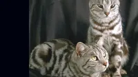 Kadarkoli opazimo, da mačka ne urinira, je nujen takojšen obisk pri veterinarju.