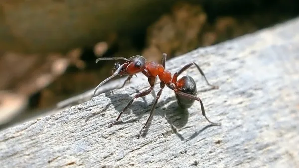 Fotografija je simbolična.