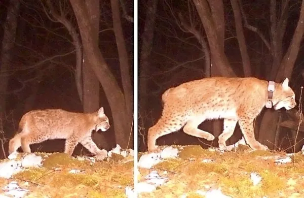 Ris Goru (desno) in mladička Mala