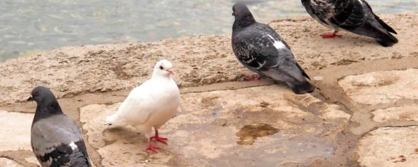 Golobi - tako in drugače