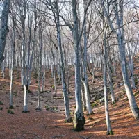   Trnovski gozd