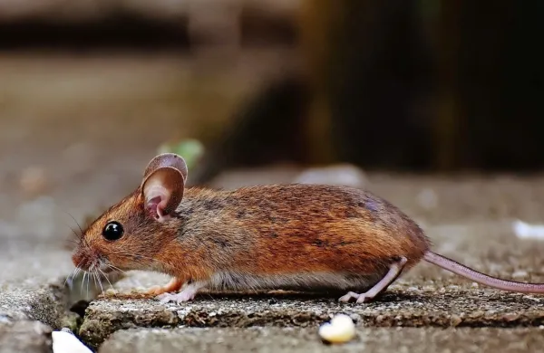 Koronavirus in urbani škodljivci