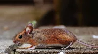 Koronavirus in urbani škodljivci