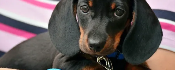 Resnice in zmote o zdravljenju živali s kemoterapijo