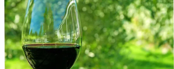  V istrskih vinogradih je našel refošk odlične pogoje za rast