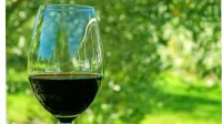  V istrskih vinogradih je našel refošk odlične pogoje za rast