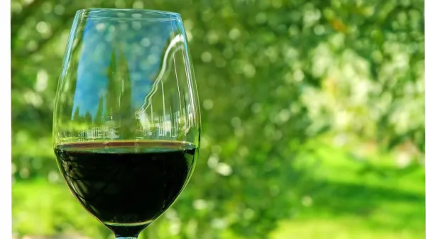  V istrskih vinogradih je našel refošk odlične pogoje za rast