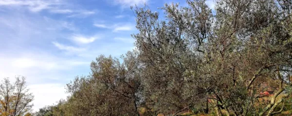 Prihaja čas za rez oljk