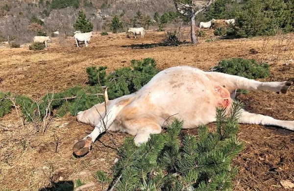 Medved, ki naj bi tehtal približno 160 kilogramov, je z zlomom 
hrbtenice pokončal približno 700 kilogramov težko kravo.