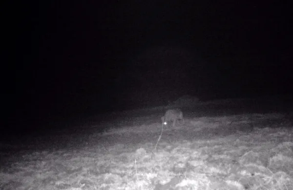 Volkove na kmetiji posnamejo tudi termovizijske kamere.