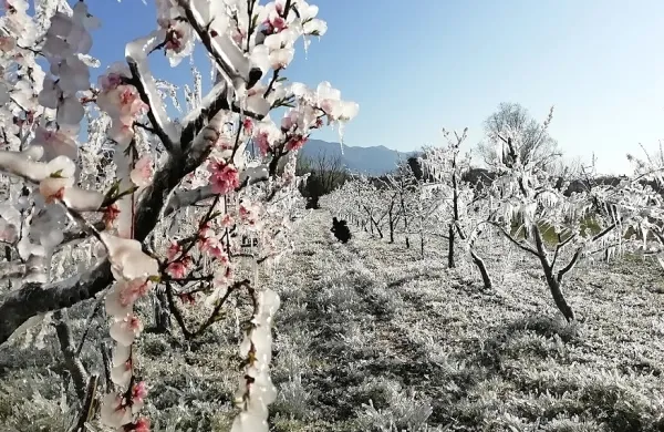 Nekateri pridelovalci v spodnji Vipavski dolini so breskve zaščitili 
z oroševanjem, ki je učinkovito, če temperature ne padejo pod pet 
stopinj pod ničlo.