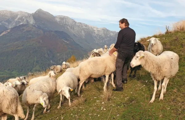 Milan Kalčič s tropom ovac  na društvenem pašniku nad Livkom 