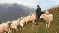 Milan Kalčič s tropom ovac  na društvenem pašniku nad Livkom 