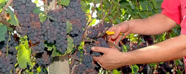 Sivi pinot