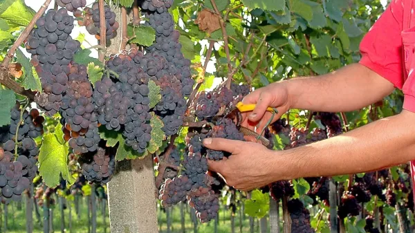 Sivi pinot