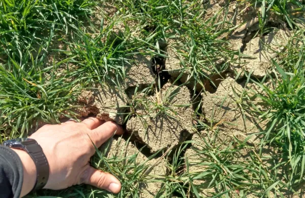 V Vipavski dolini in drugje na Primorskem je vsak dan bolj čutiti posledice suše, saj že vsaj mesec 
dni ni deževalo.