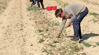 Zemlja je zelo  izsušena, a šparglji v Ozeljanu se presenetljivo 
dobro držijo.          