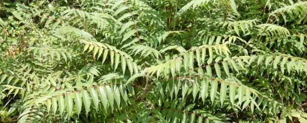 Veliki pajesen je najprej videti prikupna majhna palma,  a ko 
zraste, uniči pod seboj vse ostalo rastje in se ga je skoraj nemogoče 
znebiti.