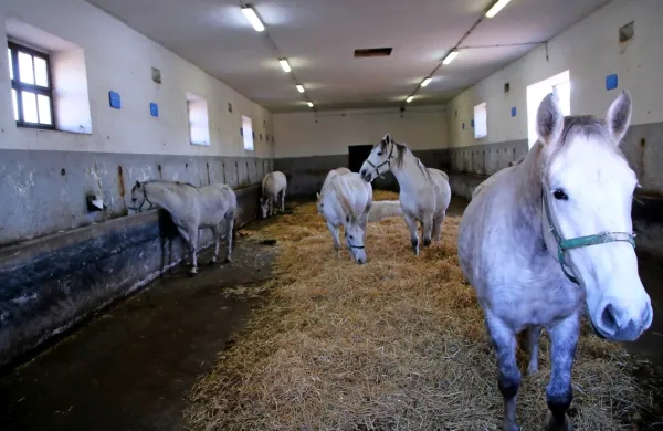 V Kobilarni Lipica se že več let soočajo s pomanjkanjem konjarjev 
in delavcev v hlevu. Potrebujejo še vsaj pet konjarjev. 