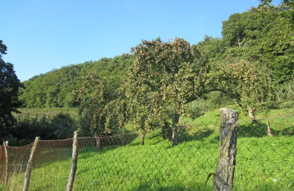 Brkinska jabolka  so osnova  za  široko paleto kmetijskih produktov, 
primernih za inovativne poslovne zgodbe, s katerimi je moč 
konkurirati  na razpisu LAS-a.  