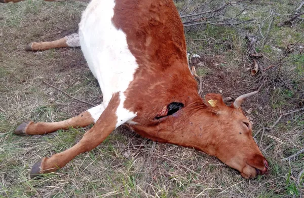 Kravo in njeno tele so pred dnevi pri Črnotičah pokončali 
volkovi.