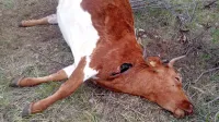 Kravo in njeno tele so pred dnevi pri Črnotičah pokončali 
volkovi.