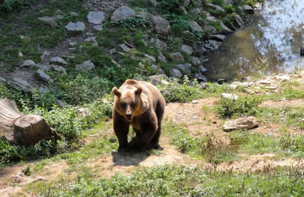 Za zdaj ni znano, koliko medvedov naj bi bilo letos predvidenih za 
odstrel, saj odločbo o tem na Arsu šele pripravljajo, za odstrel 
volkov pa bodo izdajali le posamične odločbe.