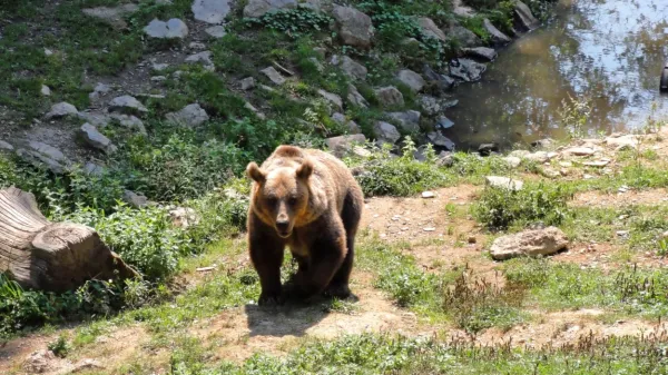Za zdaj ni znano, koliko medvedov naj bi bilo letos predvidenih za 
odstrel, saj odločbo o tem na Arsu šele pripravljajo, za odstrel 
volkov pa bodo izdajali le posamične odločbe.