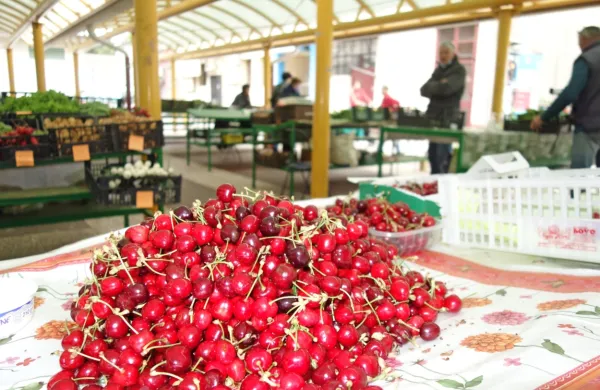   Češnje lepo dozorevajo, vreme gre pridelovalcem zelo na roko. 