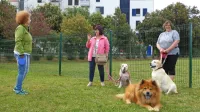 Ko so odprli vrata na novo ograjene zelenice, niso imeli 
štirinožci nobenih zadržkov. Gospodarji  pa jih morajo nadzirati 
in čistiti za njimi.   