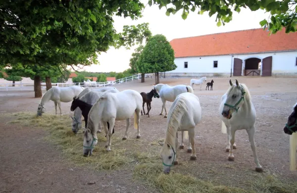 Lipicancev je dovolj,  rabijo pa ljudi, ki bodo z njimi dobro delali.