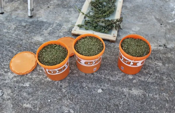 Obtoženi  trdi,  da je imel travo v vedrih za lastno uporabo,  kuhal si 
je čaje in zvijal cigarete ter tako lajšal zdravstvene težave. 