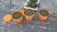 Obtoženi  trdi,  da je imel travo v vedrih za lastno uporabo,  kuhal si 
je čaje in zvijal cigarete ter tako lajšal zdravstvene težave. 