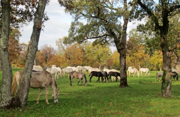 Kobilarna Lipica namerava letos prodati 53 konj, brezplačno pa 
oddati v rejo 89 lipicancev.  