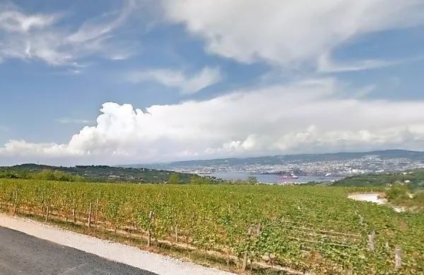 Vinogradniki na Miljskih hribih pravijo, da jim srnjad povzroča 
ogromno škodo, zato so lovce prosili za pomoč. 