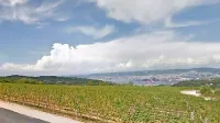 Vinogradniki na Miljskih hribih pravijo, da jim srnjad povzroča 
ogromno škodo, zato so lovce prosili za pomoč. 