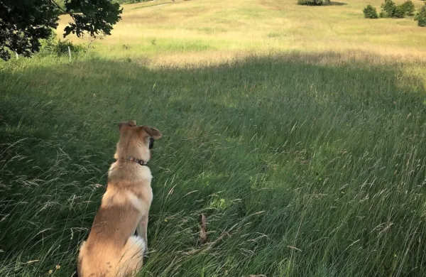 Manca Švara razstavlja fotografije pokrajine v okolici Beke. Ta se ji 
zdi najbolj simbolna, saj na njej pes Iri zre na travnik, čez katerega 
zdaj gradijo dovozno cesto za drugi tir. 