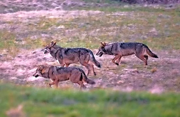 Na Zavodu za gozdove so v zadnjem poročilu zapisali, da je na 
območju alpskega prostora prisoten par in še trije samci. Zgolj v 
Novakih pa že vsaj leto dni “srečujejo” cel trop volkov.