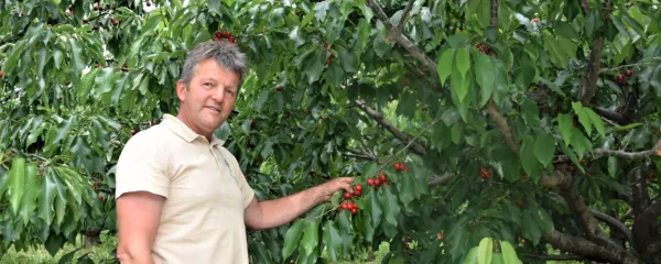 Jordan Drnovšček  z družino skrbi za sadovnjake v okolici Vedrijana v Brdih in pri gradu Kromberk v Vipavski dolini. 