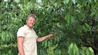 Jordan Drnovšček  z družino skrbi za sadovnjake v okolici Vedrijana v Brdih in pri gradu Kromberk v Vipavski dolini. 