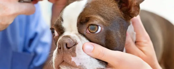 Zdravljenje s to metodo je učinkovito pri vseh do sedaj zdravljenih 
vrstah tumorjev in pri različnih živalskih vrstah.