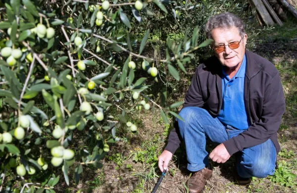 Angelo Hlaj (1940-2019) je kot navdušen oljkar uvajal številne novosti v slovensko oljkarstvo, med 
drugim je več let preučeval vpliv namakanja oljčnikov. 