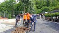 Čeprav bo letošnja turistična sezona zahtevna in negotova, so njen 
novi začetek danes pri Postojnski jami obeležili slovesno – s 
zasaditvijo osmih novih lip v Globočnikovem drevoredu na delno 
prenovljeni promenadi.