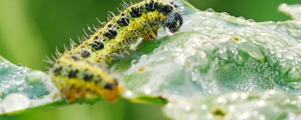 Brez gosenice ni metulja