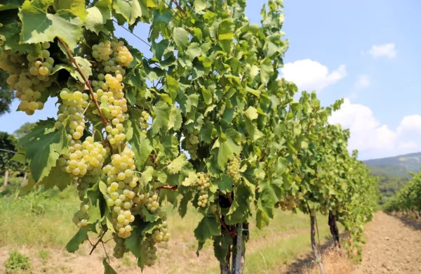 Še vedno je aktualno vprašanje presežkov vina. Veliko bo odvisno 
tudi od tega, kakšna bo letošnja letina.