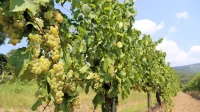 Še vedno je aktualno vprašanje presežkov vina. Veliko bo odvisno 
tudi od tega, kakšna bo letošnja letina.