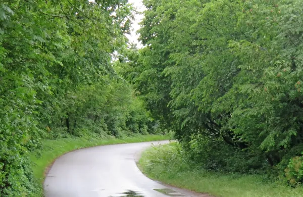 Orlečani opozarjajo na zaraščenost in nepreglednost  na nekaterih odsekih ceste, ki vodi od Orleka do 
Sežane. Na občini pravijo, da cesta ni nepregledna.
