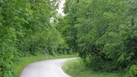 Orlečani opozarjajo na zaraščenost in nepreglednost  na nekaterih odsekih ceste, ki vodi od Orleka do 
Sežane. Na občini pravijo, da cesta ni nepregledna.